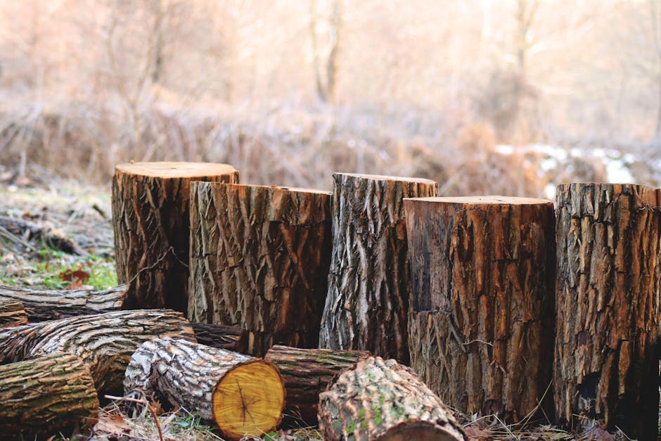 Log rot inspection - cabin restoration